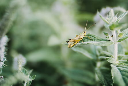 brown grasshopper perched on green leaf plant closeup photography thumbnail