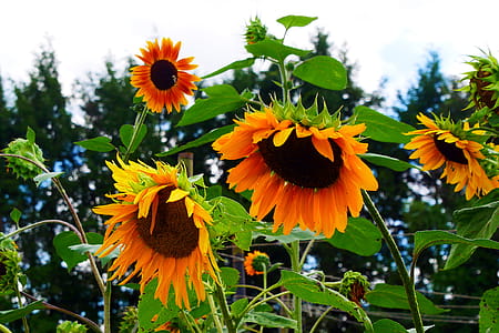 Giant flowers of the annual sunflower blooming in a garden. thumbnail