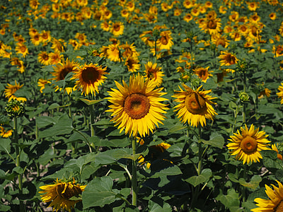 Sunflower, Sunflower Field thumbnail