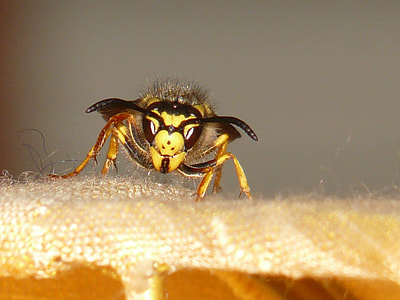 selective focus photography of bald face Hornet thumbnail
