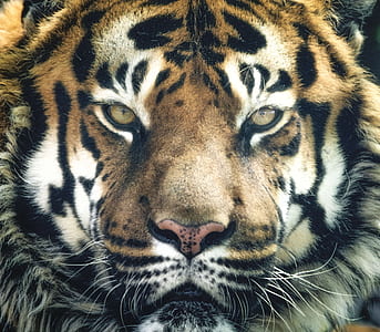 photo of Bengal tiger thumbnail