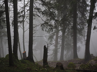 silhouette of tree trunks with mist during daytime thumbnail