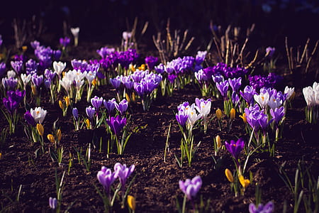 white and purple petaled flower field taken at daytime thumbnail