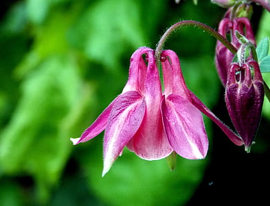 Asian bleeding heart flower thumbnail