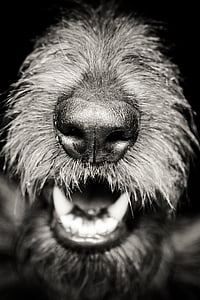 grayscale photography of dog snout thumbnail