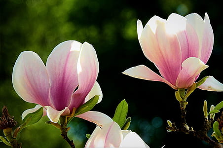 white-and-pink petaled flowers in bloom thumbnail
