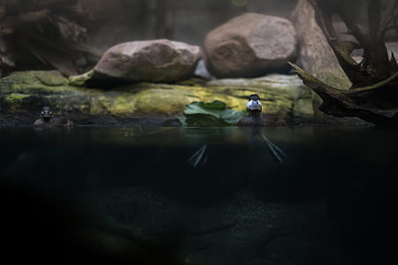 duck on body of water near rocks thumbnail