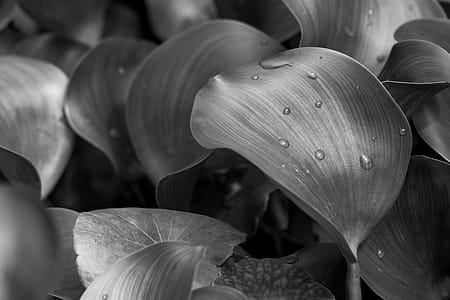 Grayscale Photography of Leafed Plant thumbnail