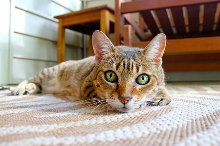 gray tabby cat lying on white area rug thumbnail