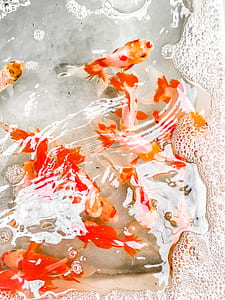 shoal of orange koi thumbnail
