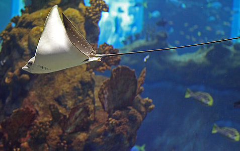 underwater photography of stingray thumbnail
