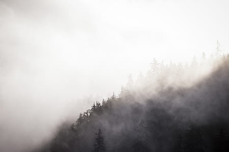 photo of trees covered white smoke thumbnail