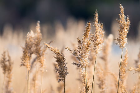 shallow depth of field photo of brown leaf plants thumbnail