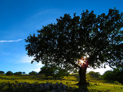 green leaf tree on green grass row under blue sky thumbnail