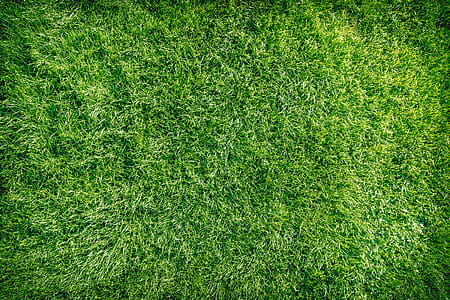 Green grass background texture. thumbnail