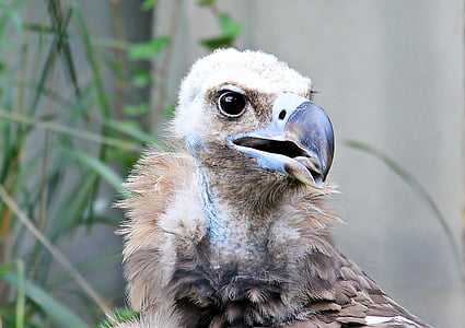 white and brown bird thumbnail