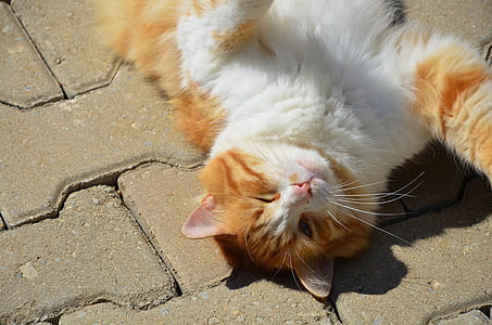 orange Tabby cat thumbnail