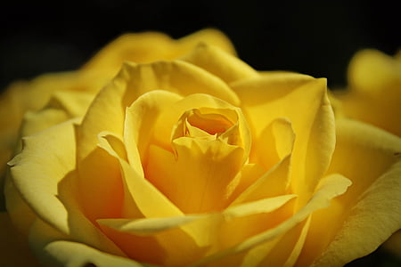 yellow rose thumbnail