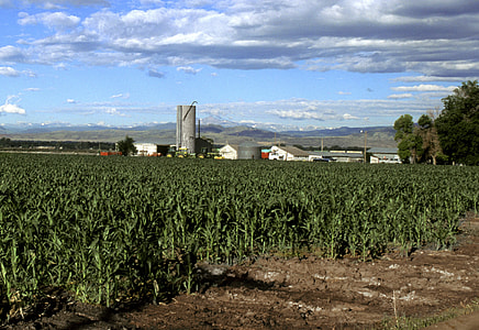 Corn growing in Larimer County in Colorado landscape thumbnail
