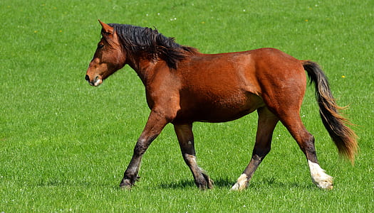 brown horse walking on green grass field thumbnail