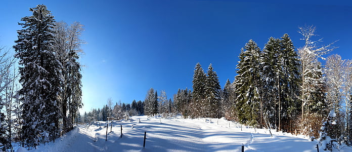 leafed tree during winter thumbnail
