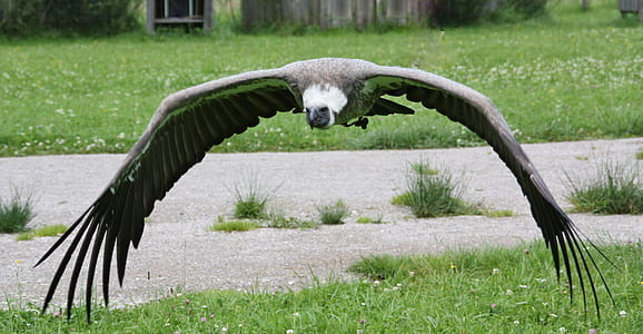 gray and white bird soaring thumbnail