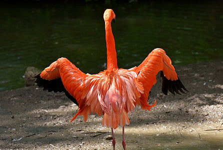 photo of orange long-necked bird near body of water thumbnail