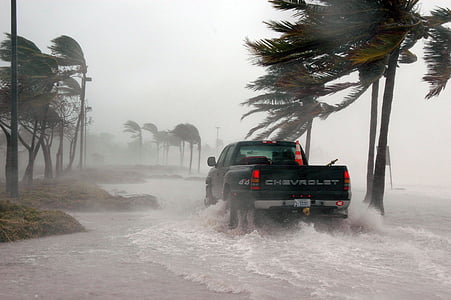 black Chevrolet pickup truck beside coconut palm tree thumbnail