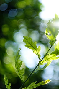 selective focus photography of green leaf thumbnail