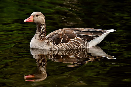 grey and white duck on grey body of water during daytime thumbnail