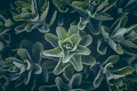 shallow focus photography of green plants thumbnail