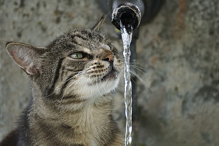 tabby cat beside water falls from steel tube thumbnail