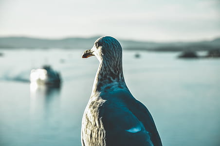 white and blue bird in selective focus photography thumbnail