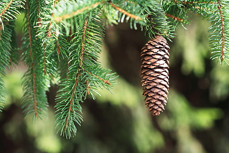 tilt shift lens photo of pine cone thumbnail