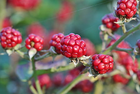 close-up selective focus photography of red berries thumbnail