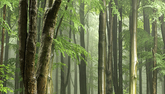 trees with smoky background thumbnail
