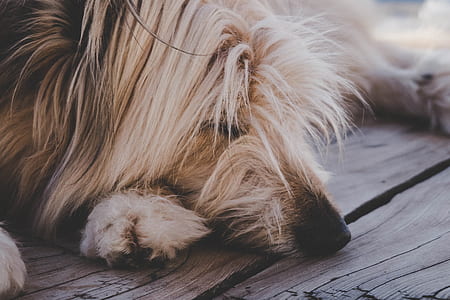 dog lying on wooden surface thumbnail