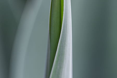 macro photography of green plant bud thumbnail