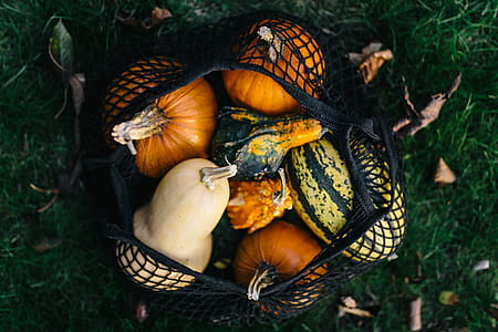 Variety of Pumpkins thumbnail