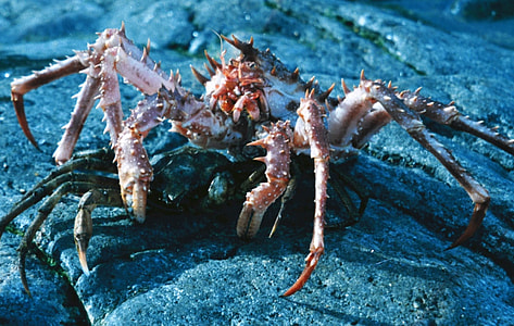 Lithodes maja - A species of King Crab thumbnail