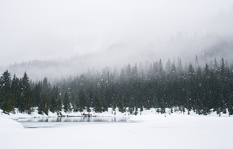 snow covered trees during daytime thumbnail