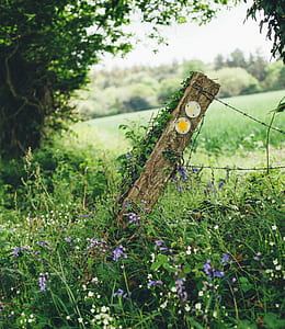 brown leaning fence beside purple flowers thumbnail