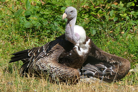 gray and white bird on grass thumbnail