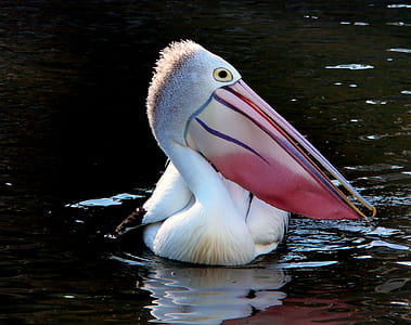 pelican on body of water thumbnail