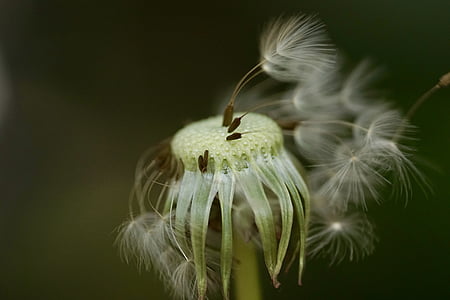 white dandelion thumbnail