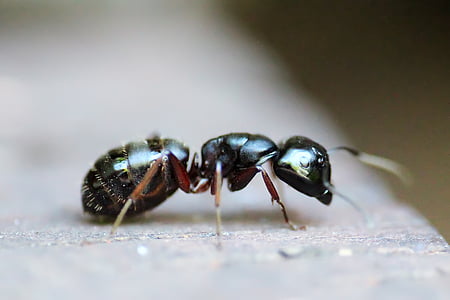 black and brown ant thumbnail
