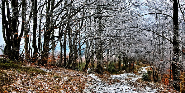 bare trees and snow covered pathway during day thumbnail