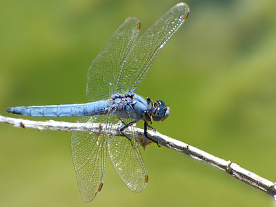 Blue Dragonfly, Branch thumbnail