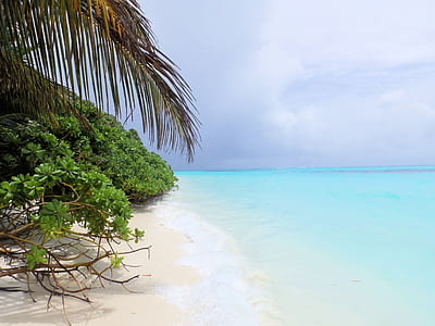 mangrove trees growing on a white sand beach thumbnail