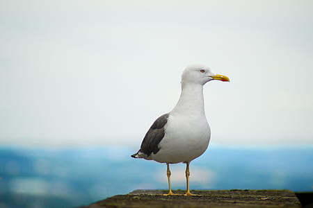 selective focus photography of seagull on stone thumbnail